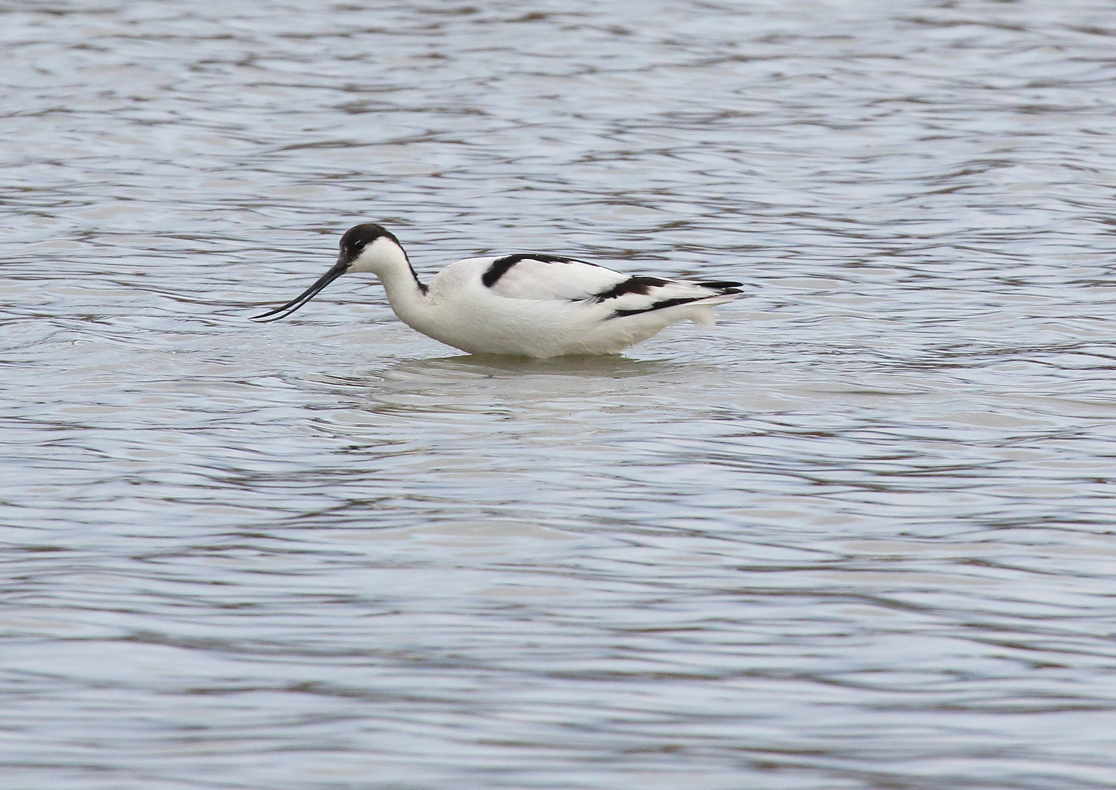 Avocetta 2