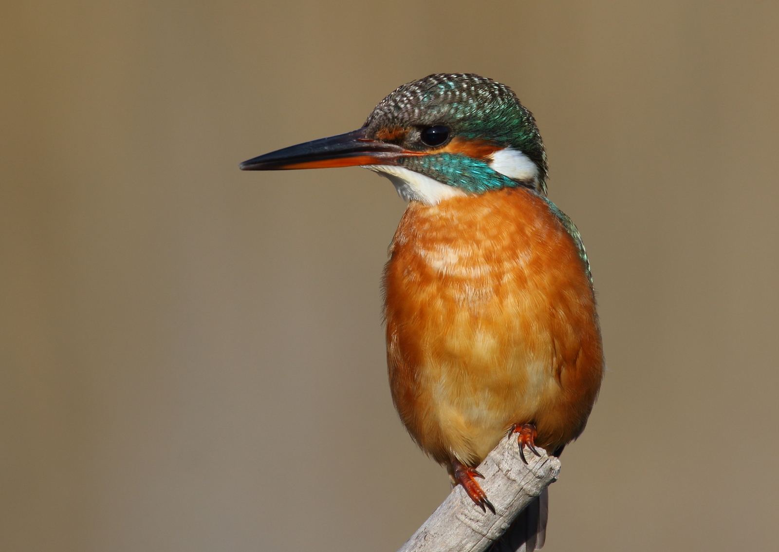 Kingfisher