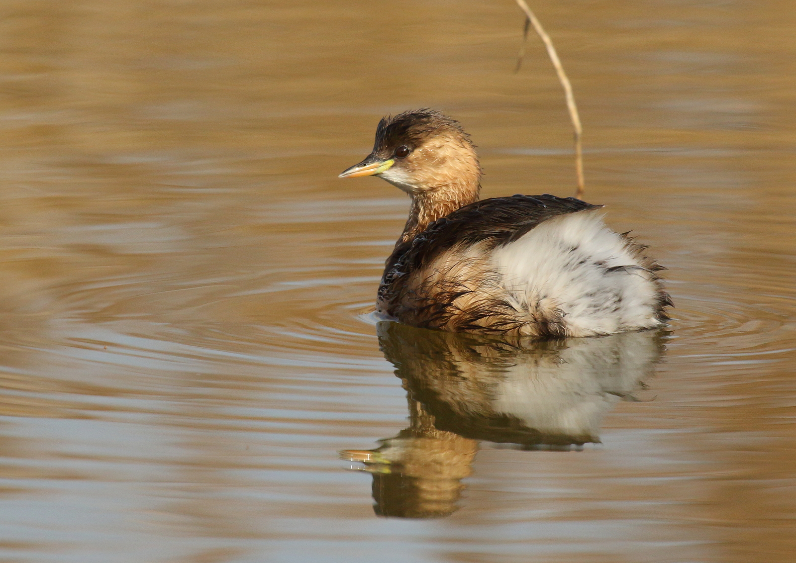 Little Grebe