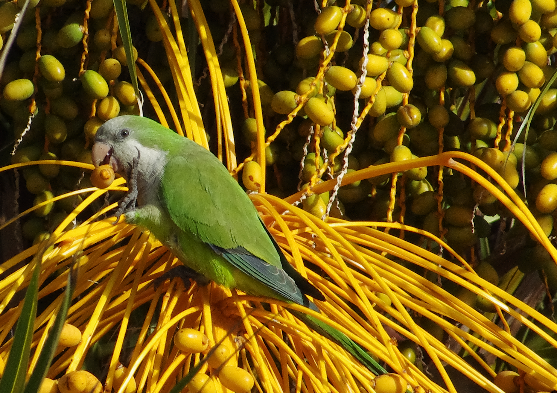 Monk parakeet