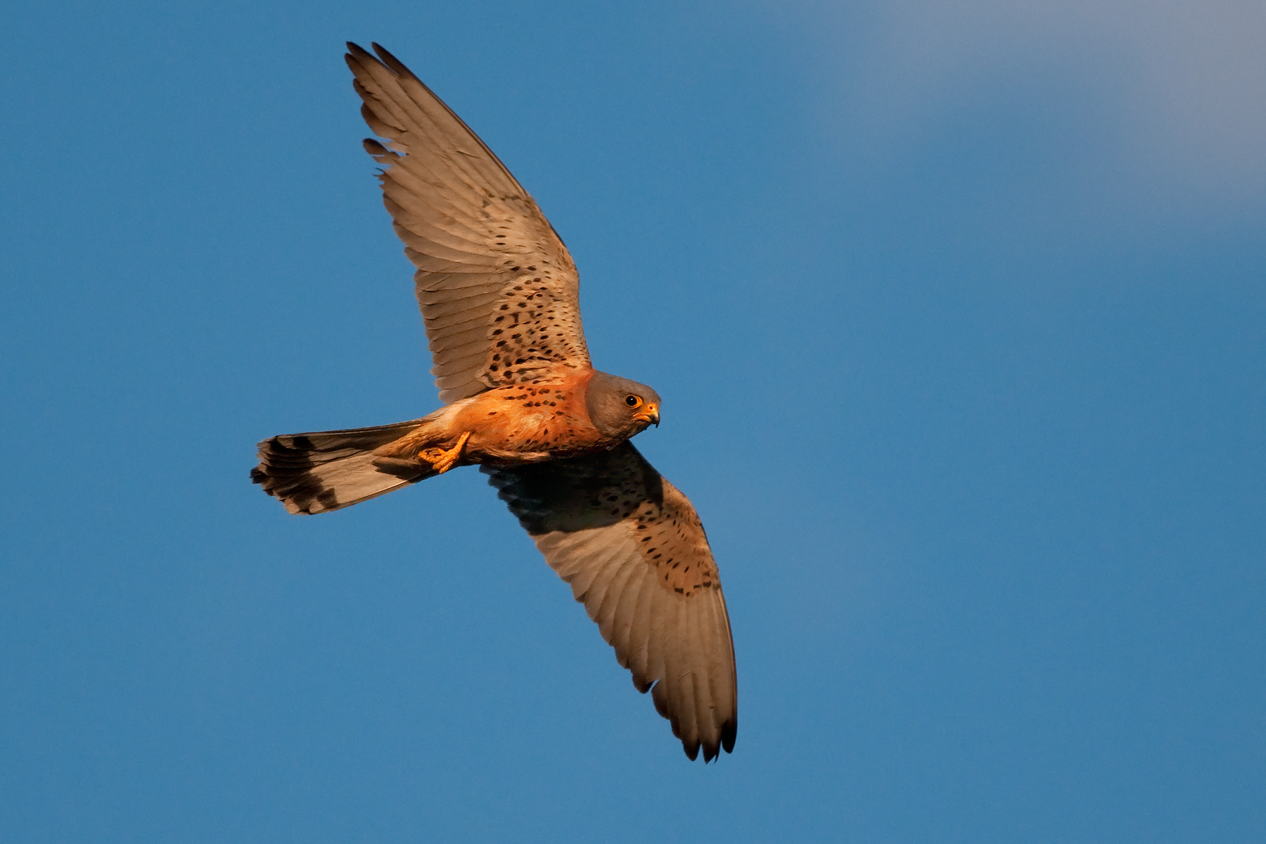 Grillaio - Plaza de Toros Truijllo