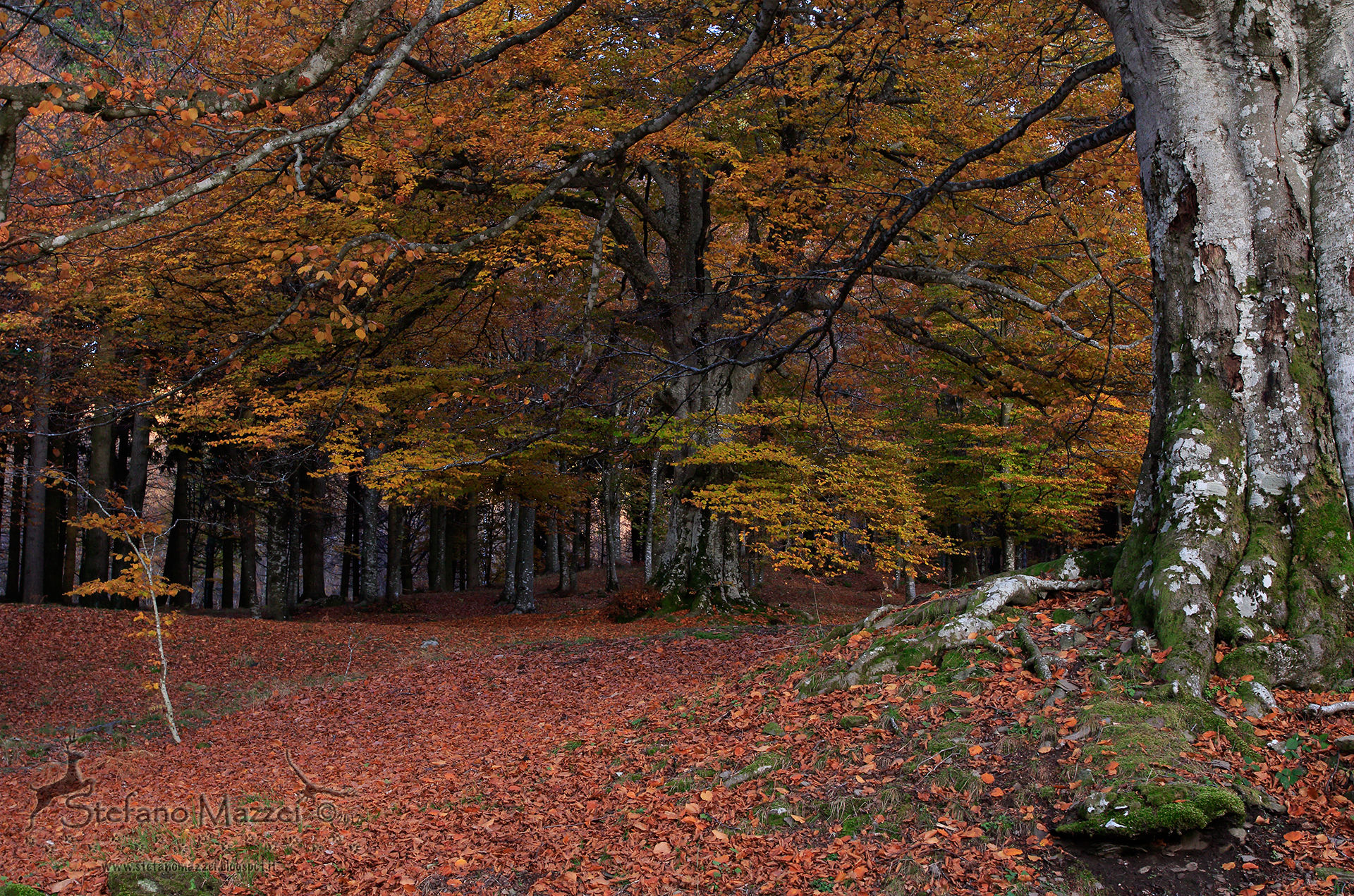 The Big Beech in Autumn