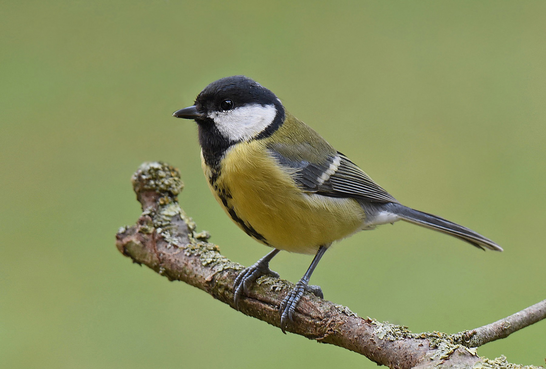 Great Tit