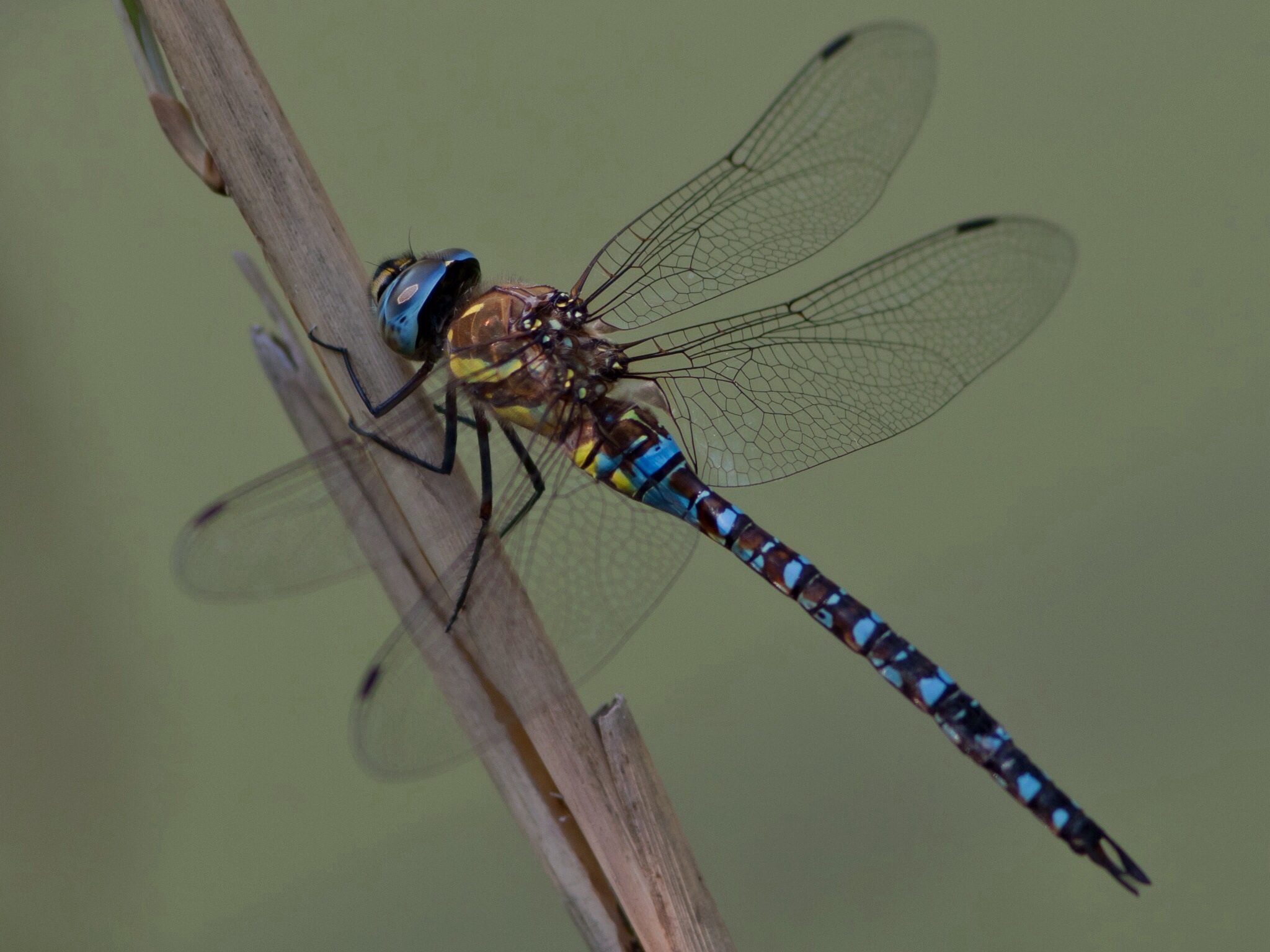 Aeshna mixta femmina