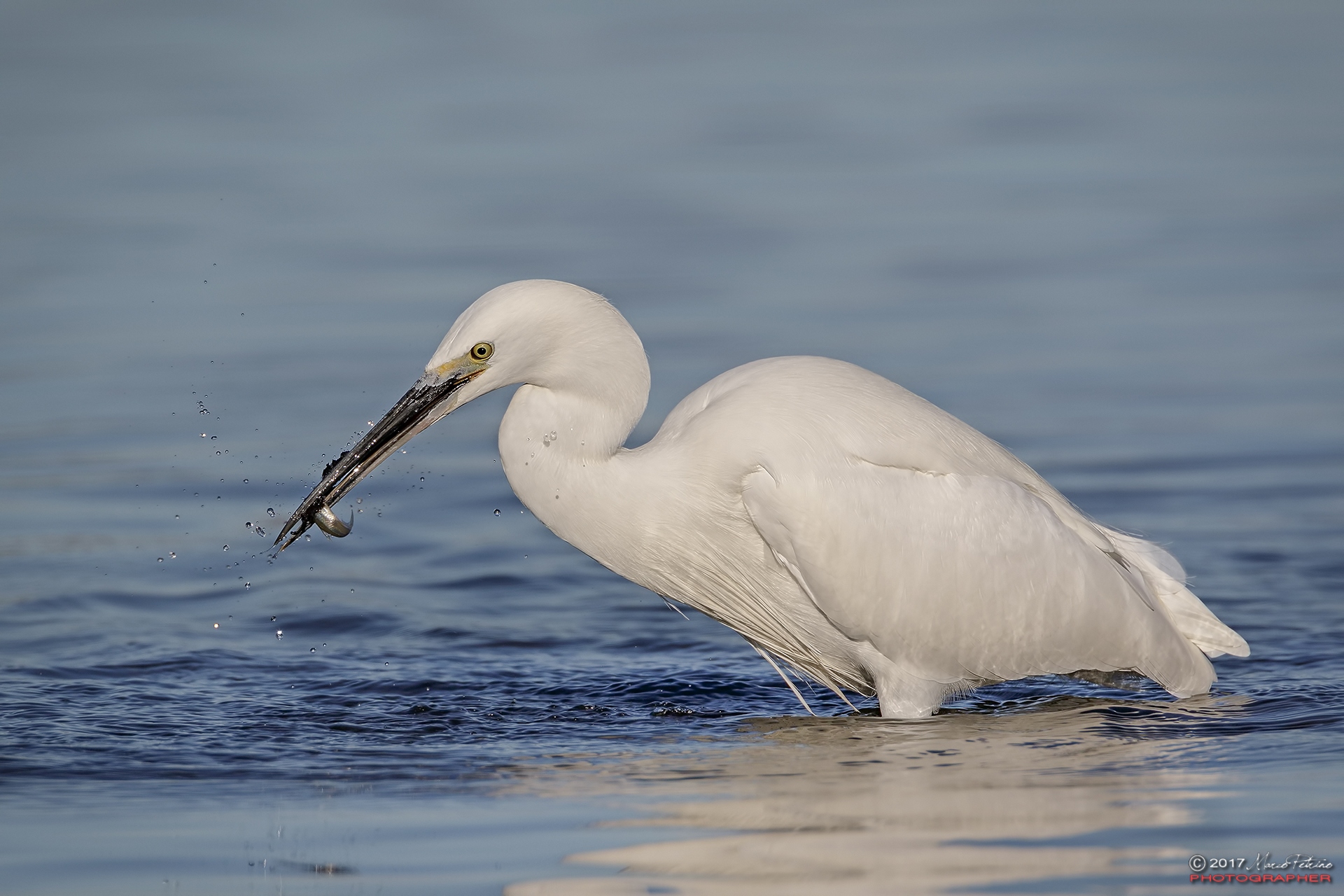 Garzetta (Egretta garzetta) - Little Egret