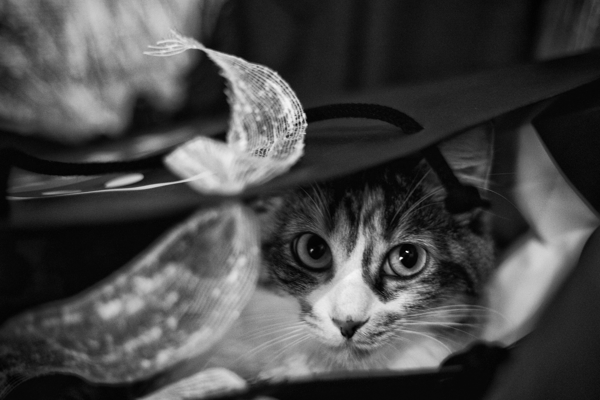 Margot, giocando a nascondino.....