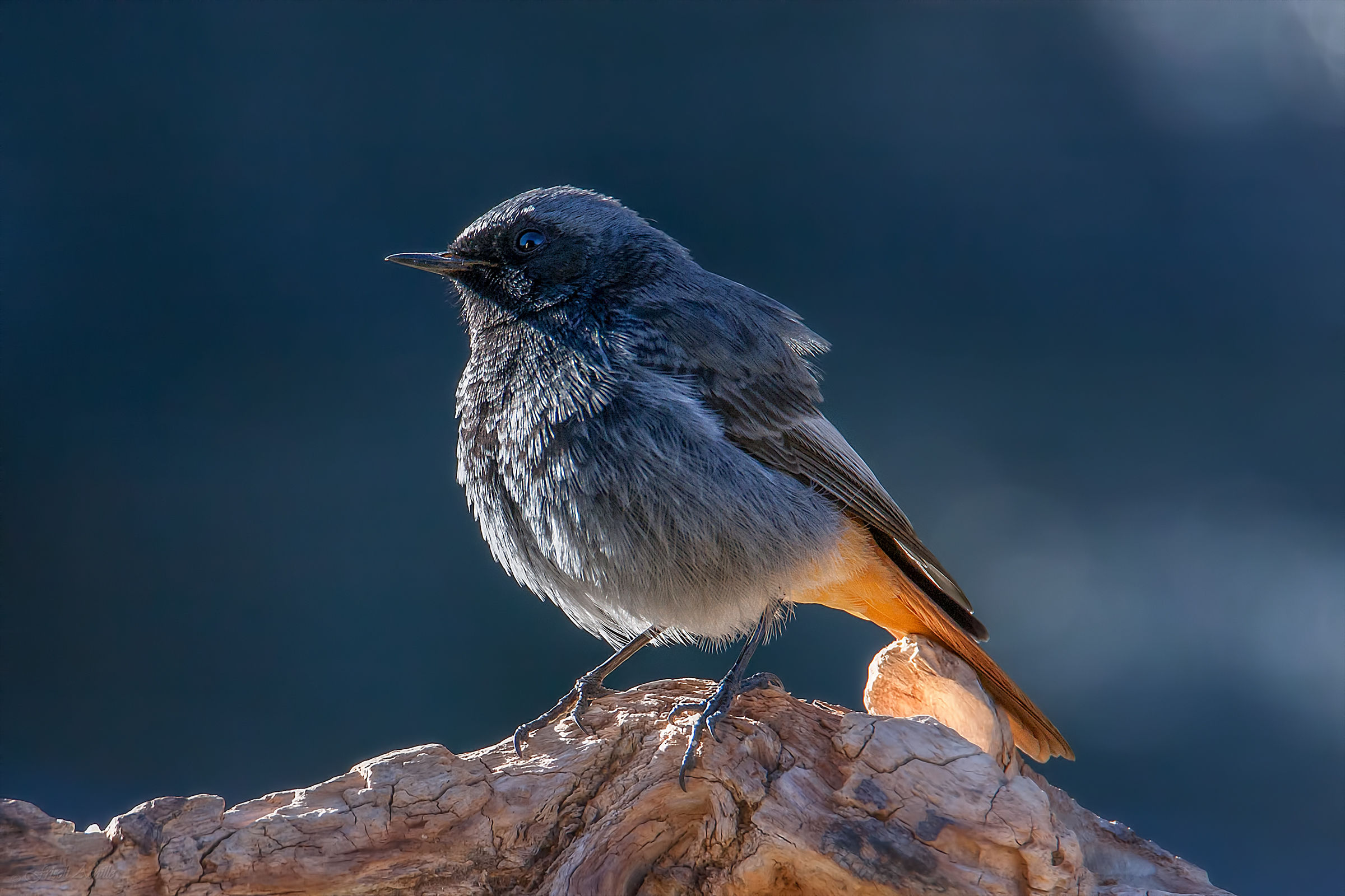 Mr.Codirosso Spazzacamino