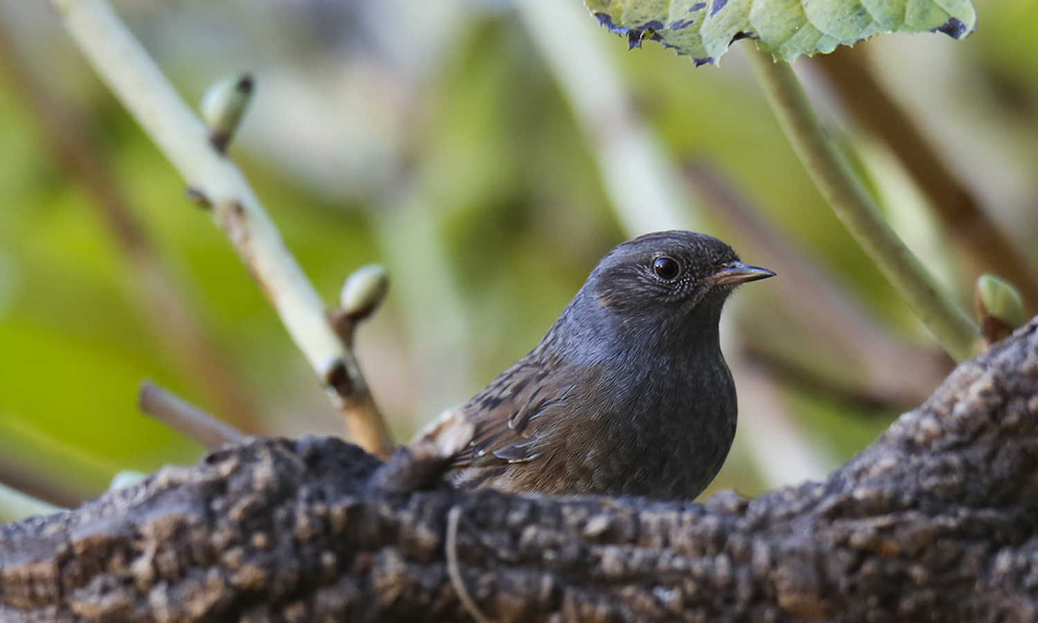 Ritratto di passera scopaiola