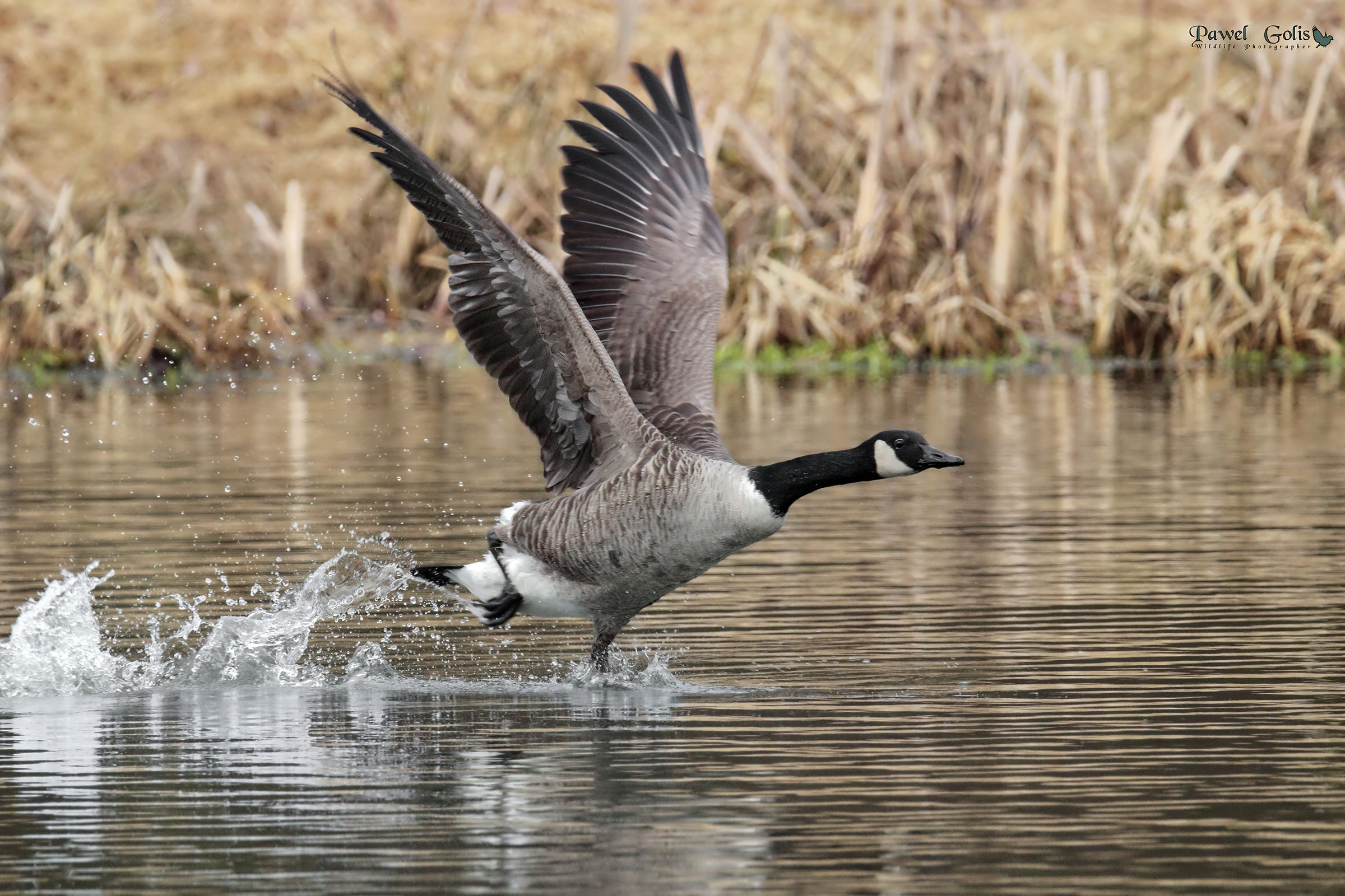 Branta canadensis