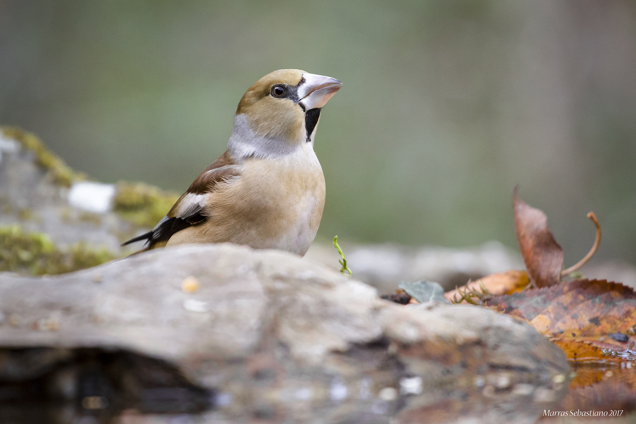 Grosbeak