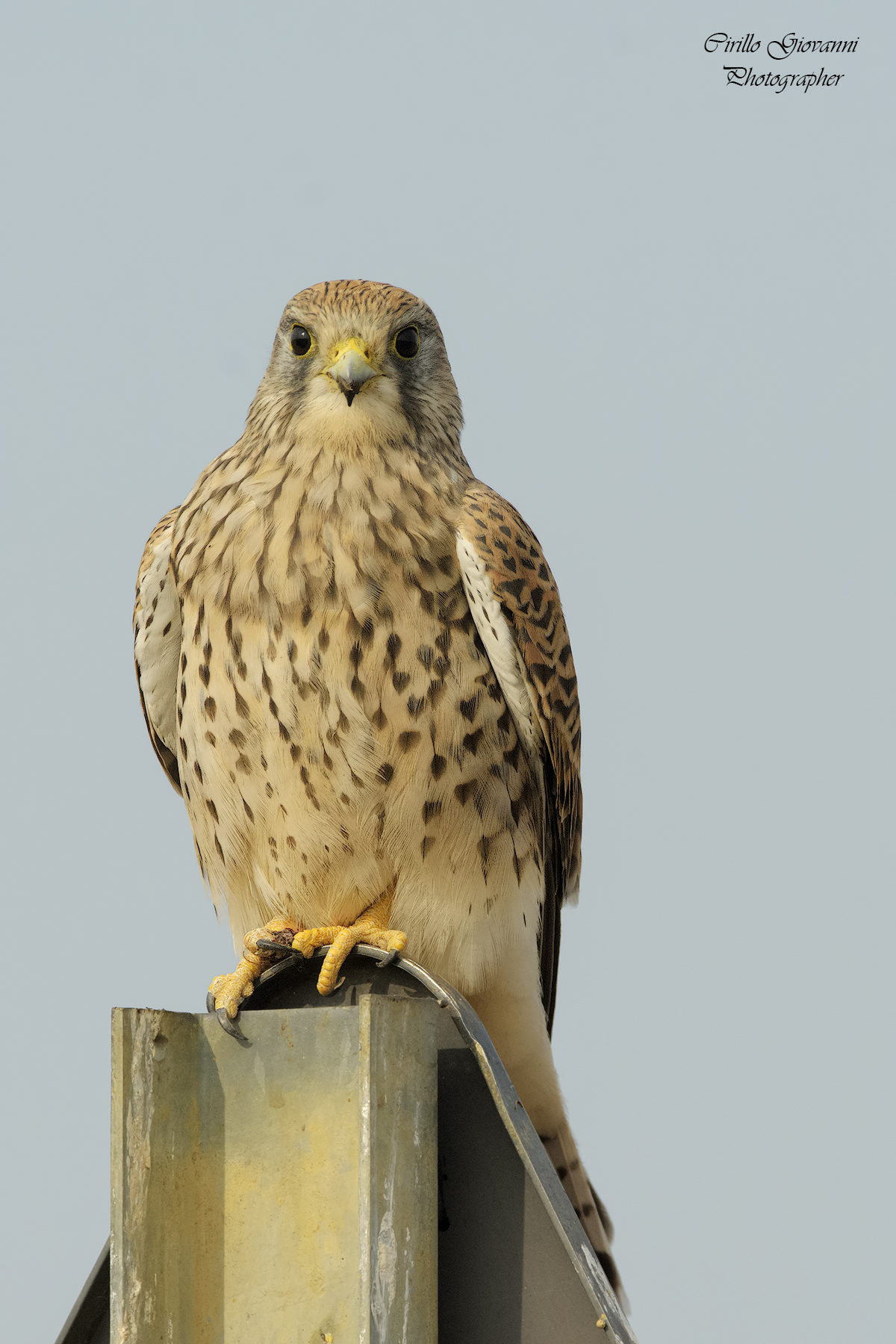 Kestrel