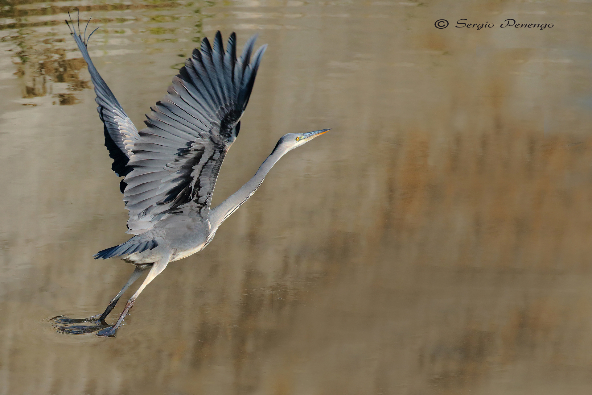 "The takeoff of heron"
