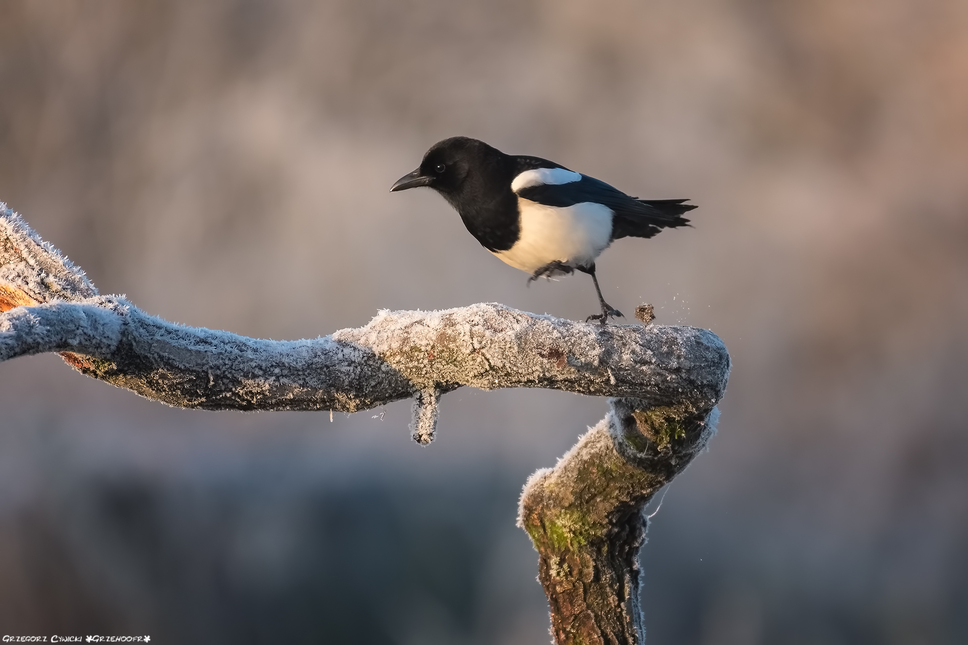 Corri Forrest corri!