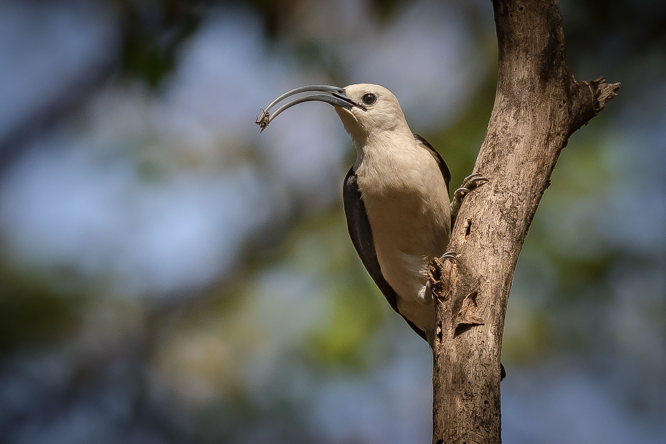 Spade from sickle beak