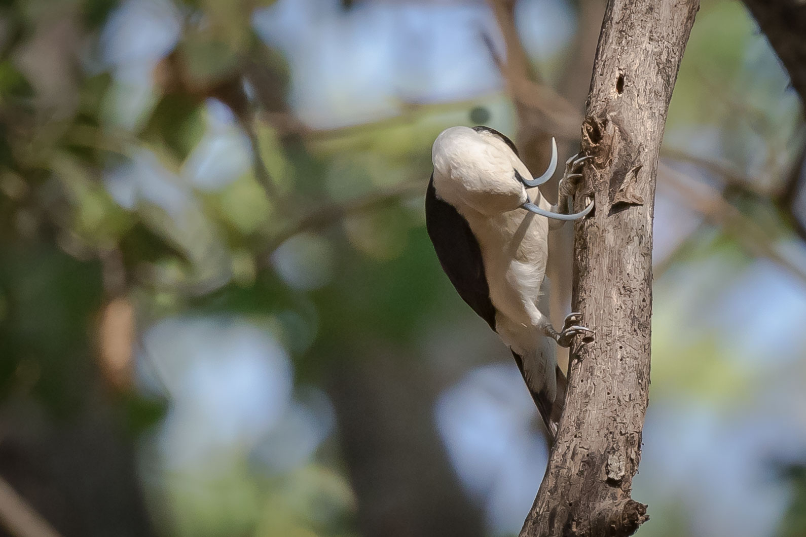 Spade from sickle beak