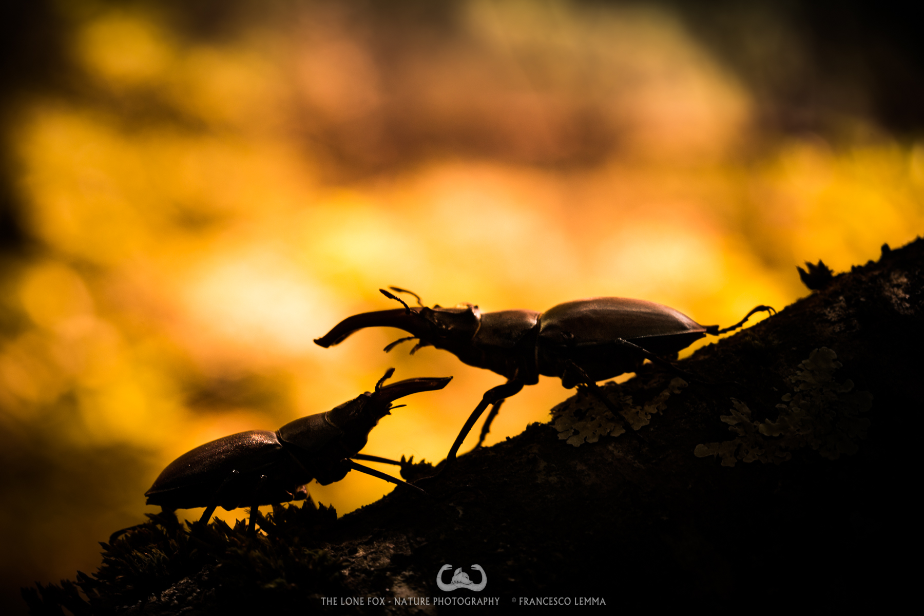 Battling Silhouettes