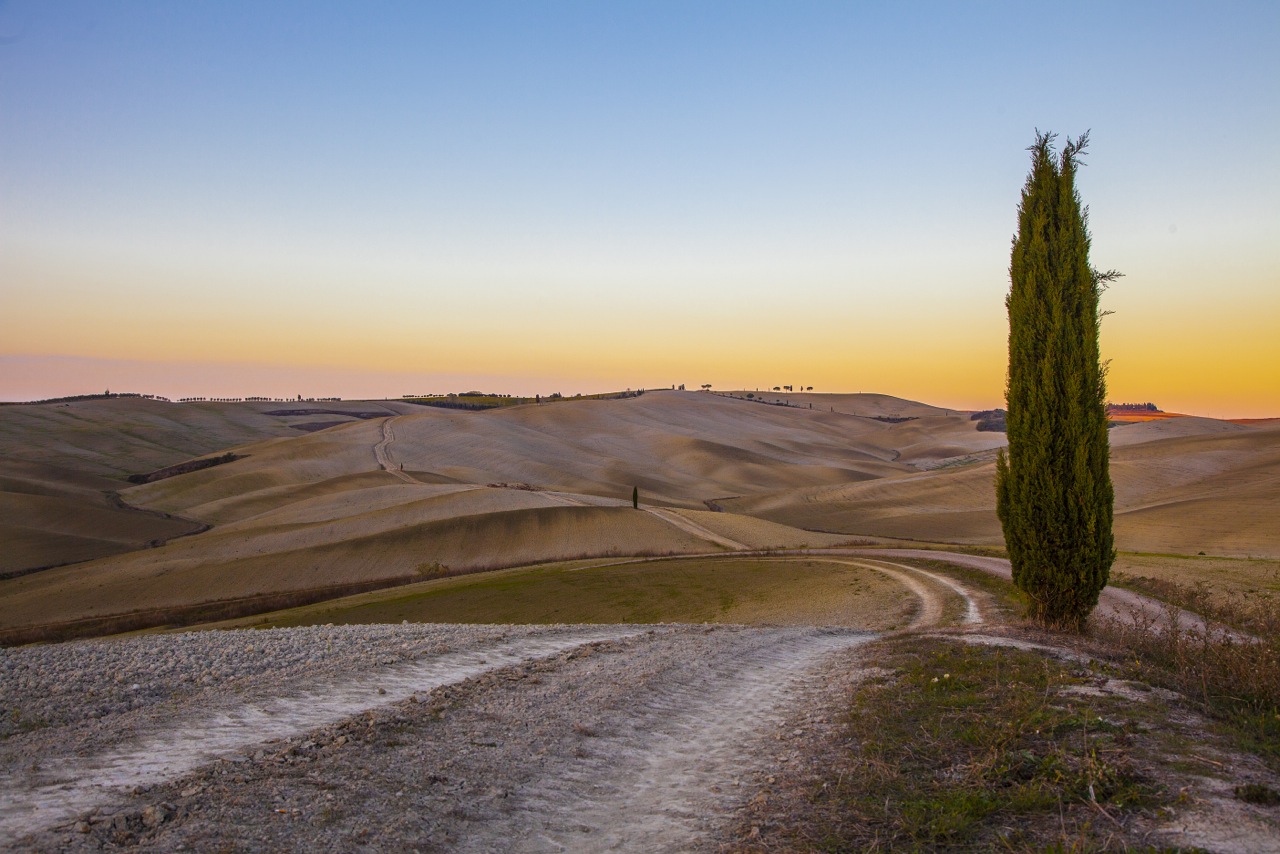 la solitudine di un cipresso