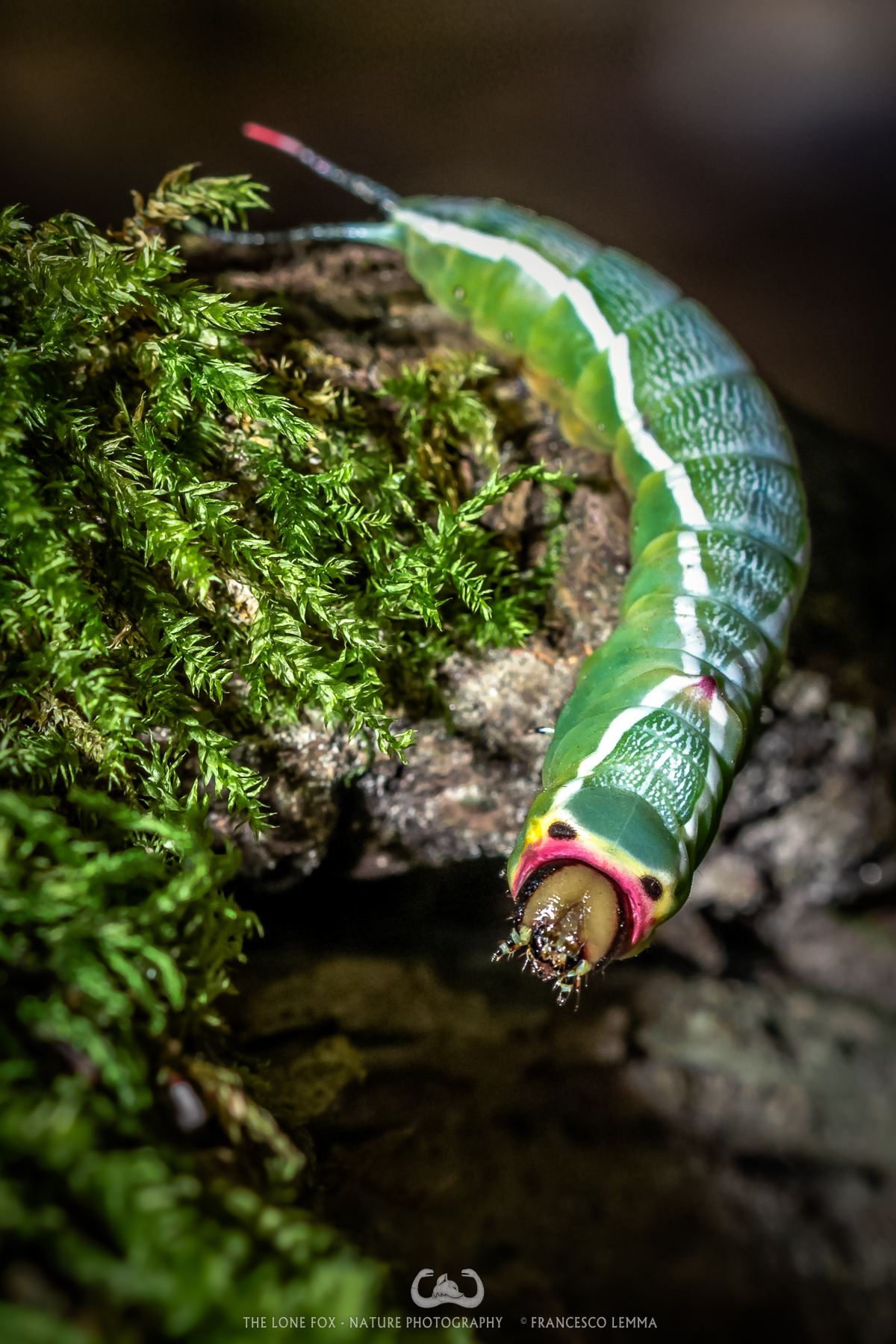 Cerura vinula's caterpillar