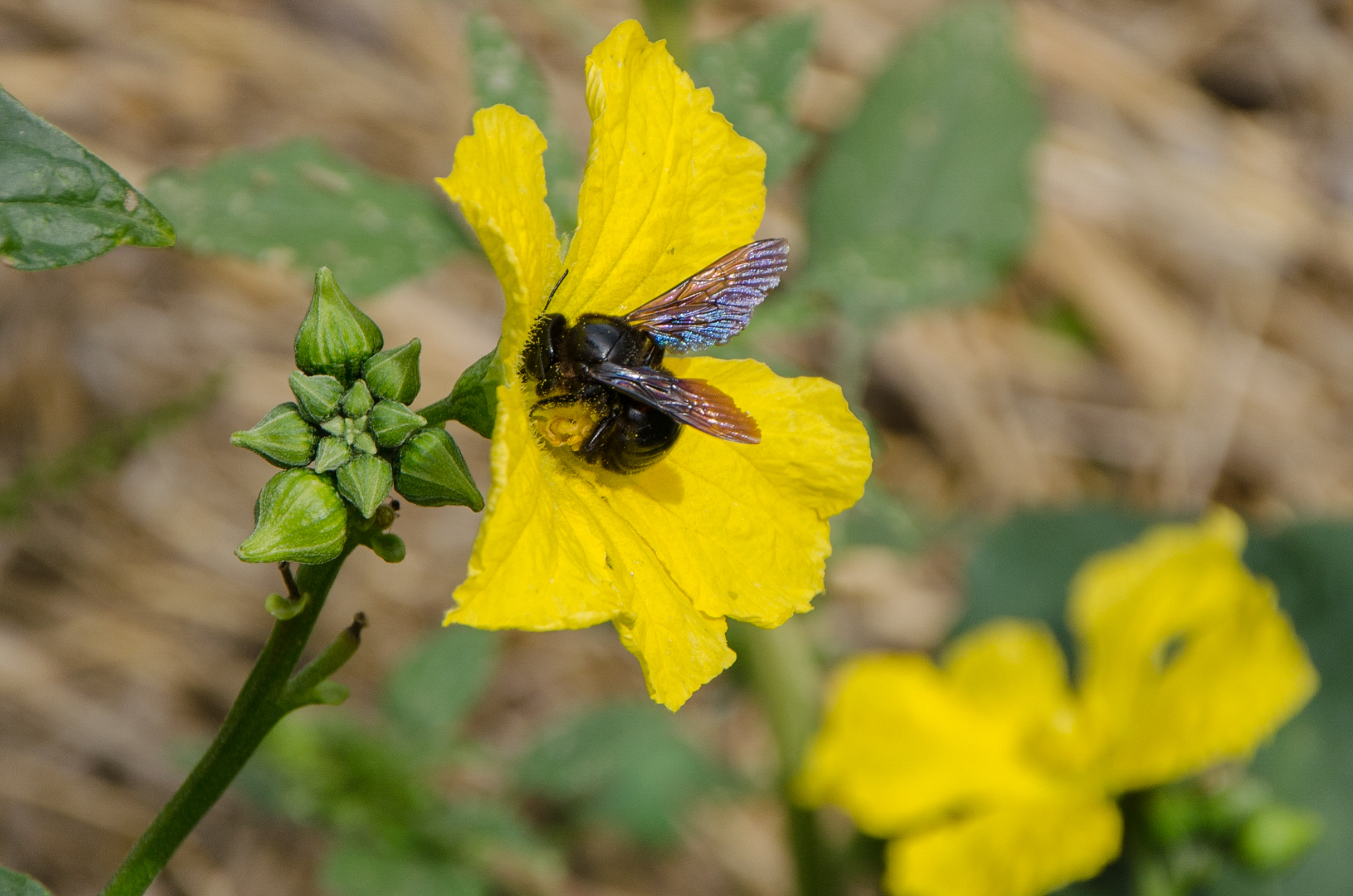Fiori di luffa