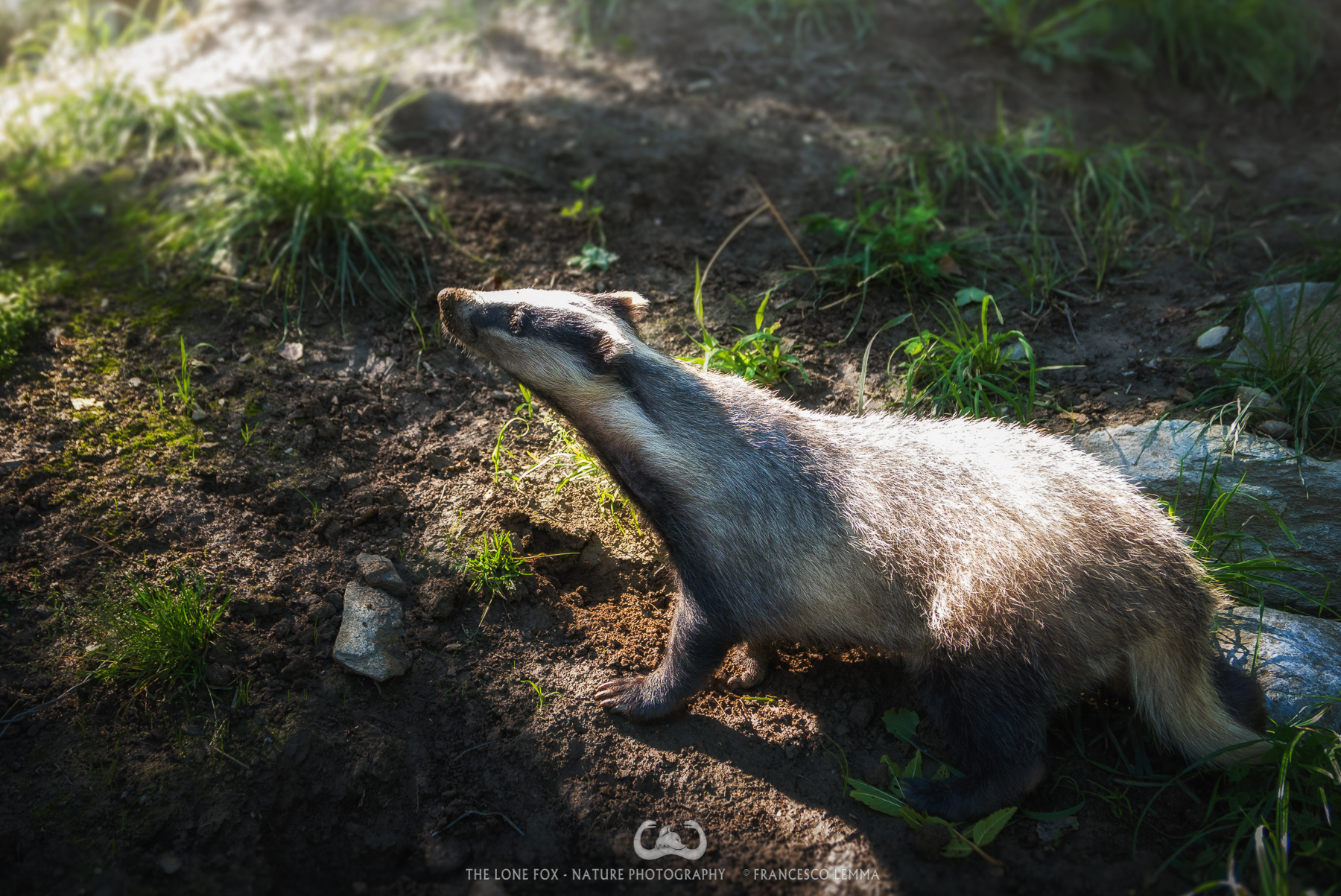 Surprised badger