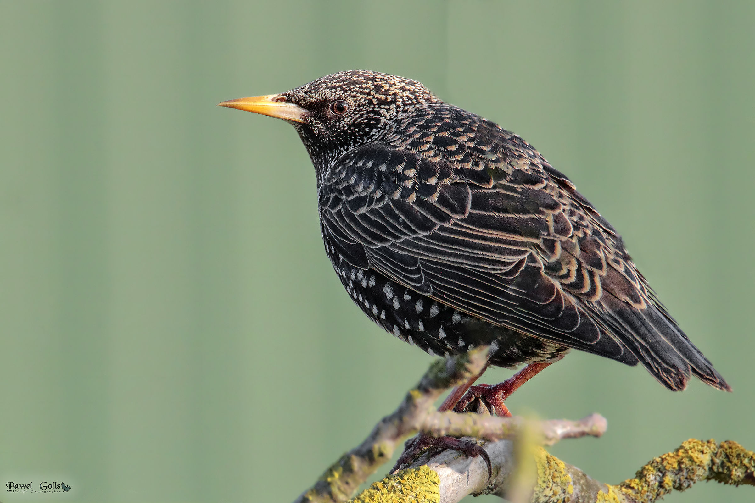 common starling (Sturnus vulgaris)