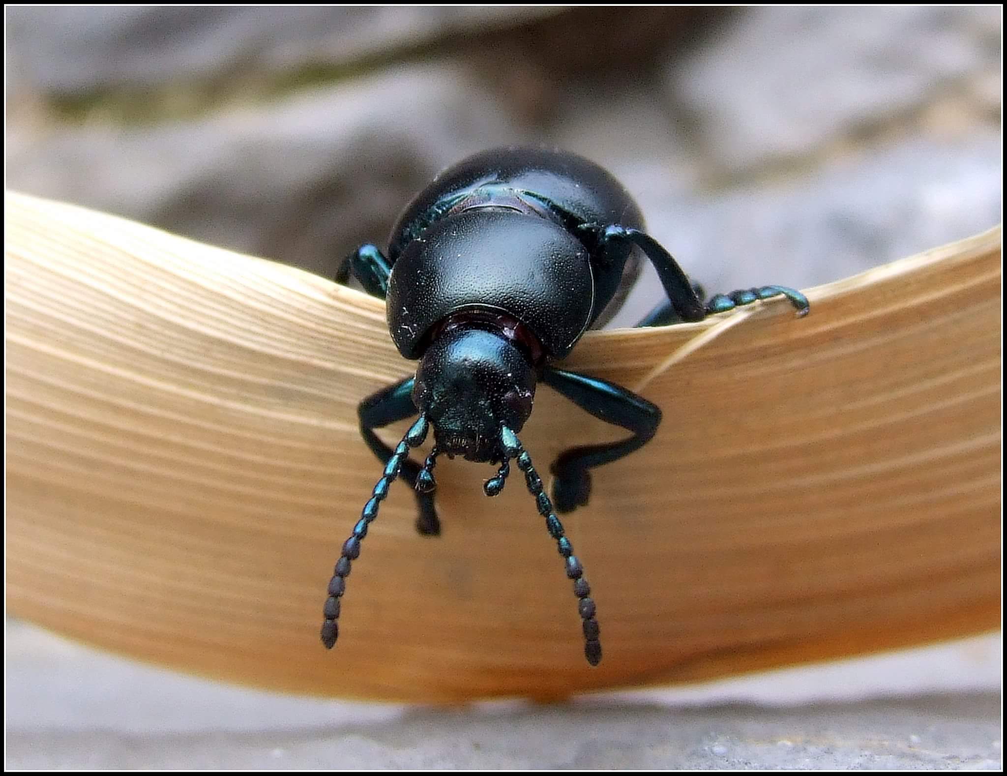 "Chrysomela timarcha tenebricosa" male ...