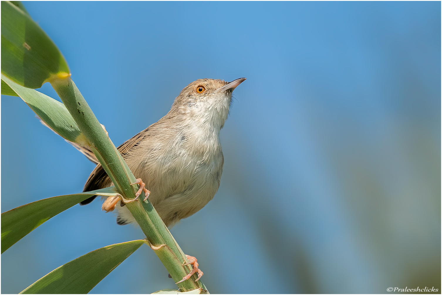 Plain Prinia