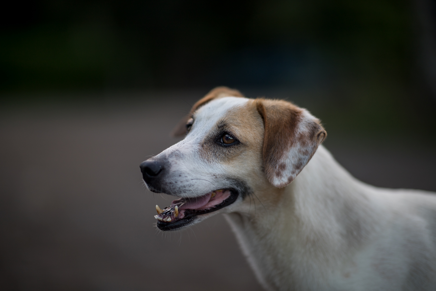 Un amico dalla strada