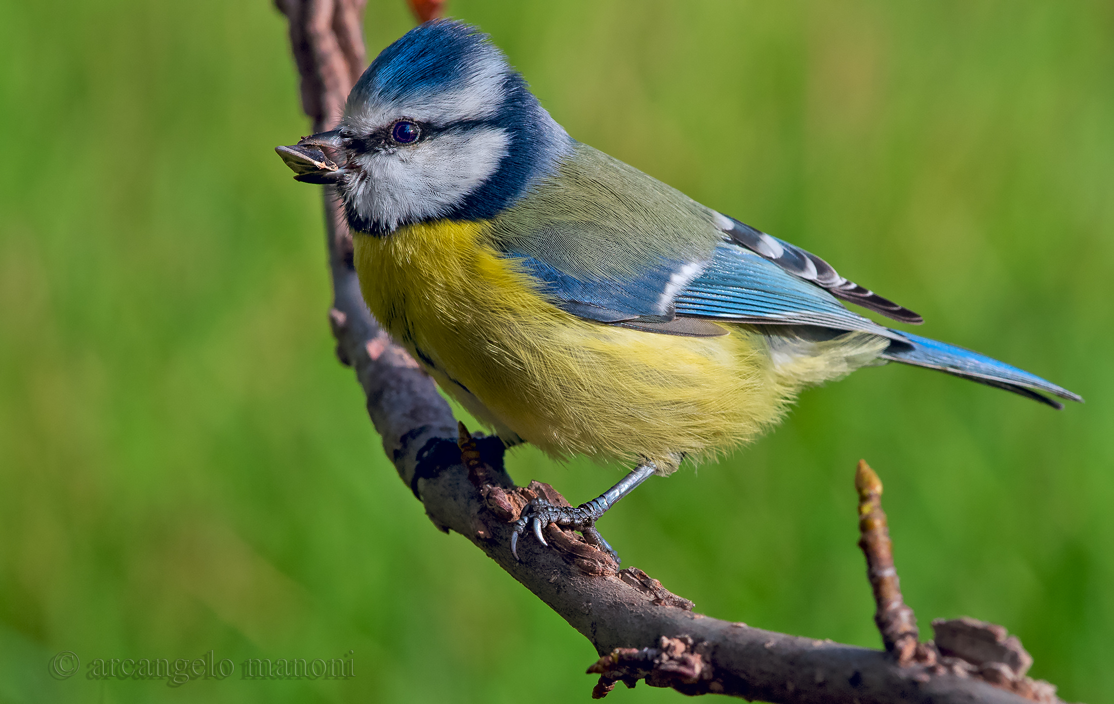 The seed of happiness