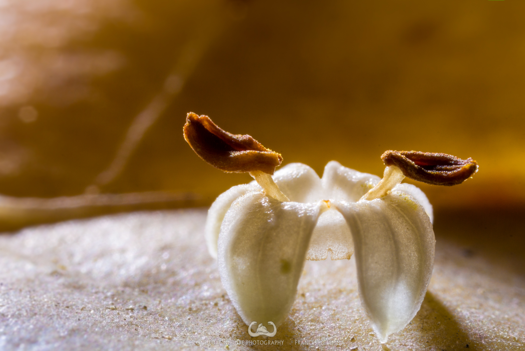 "Reverse duck wearing shoes"