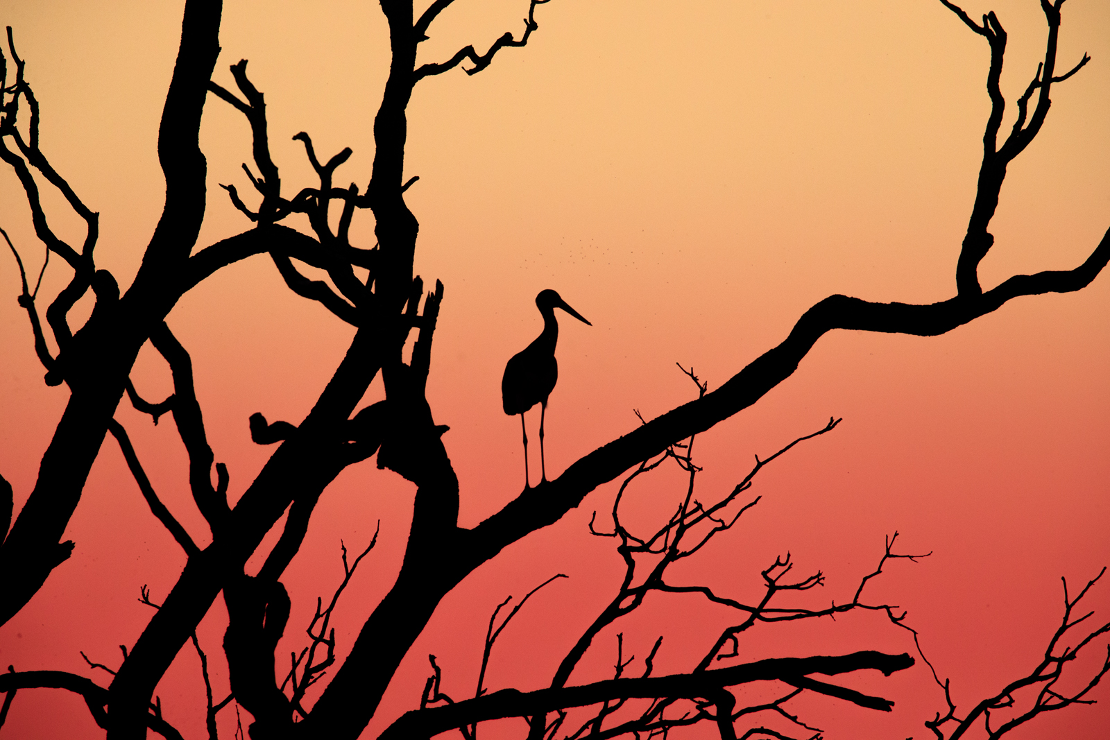 Black Stork Backlit