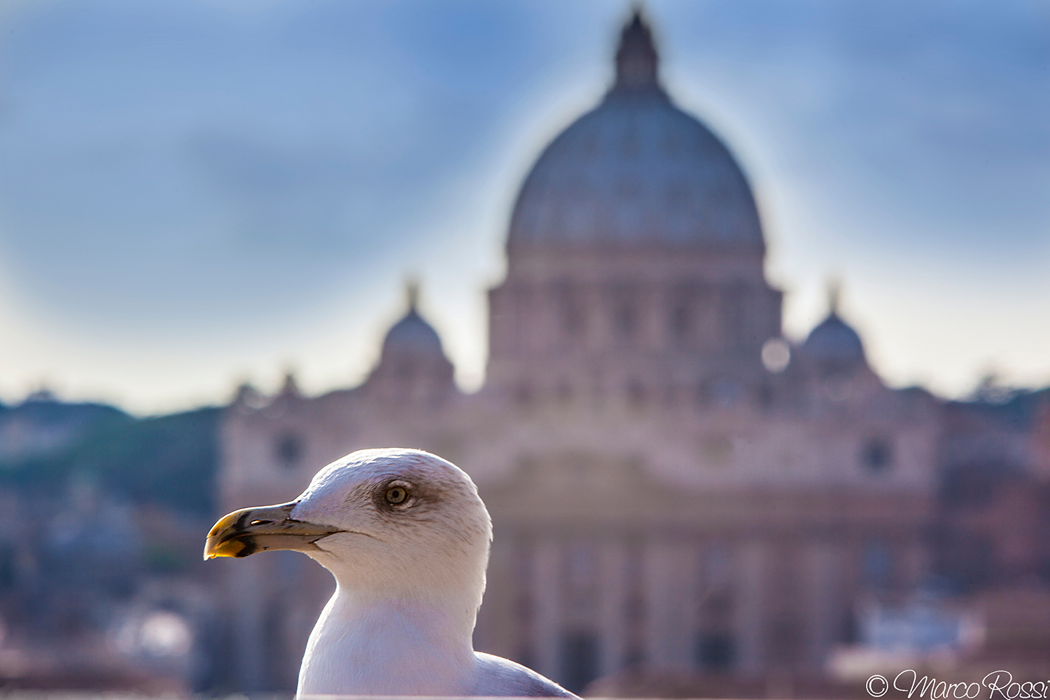 Seagull Vatican