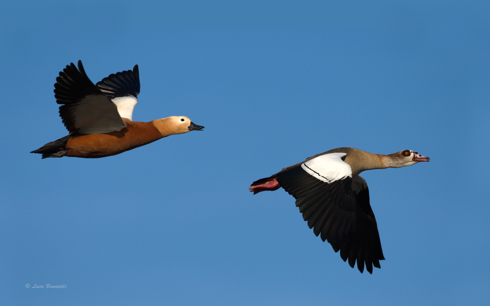 Casarca & Egyptian goose
