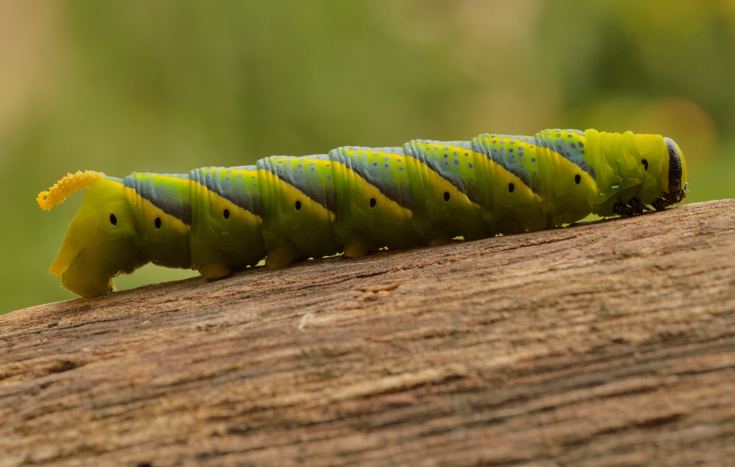 Sfinge testa di morto