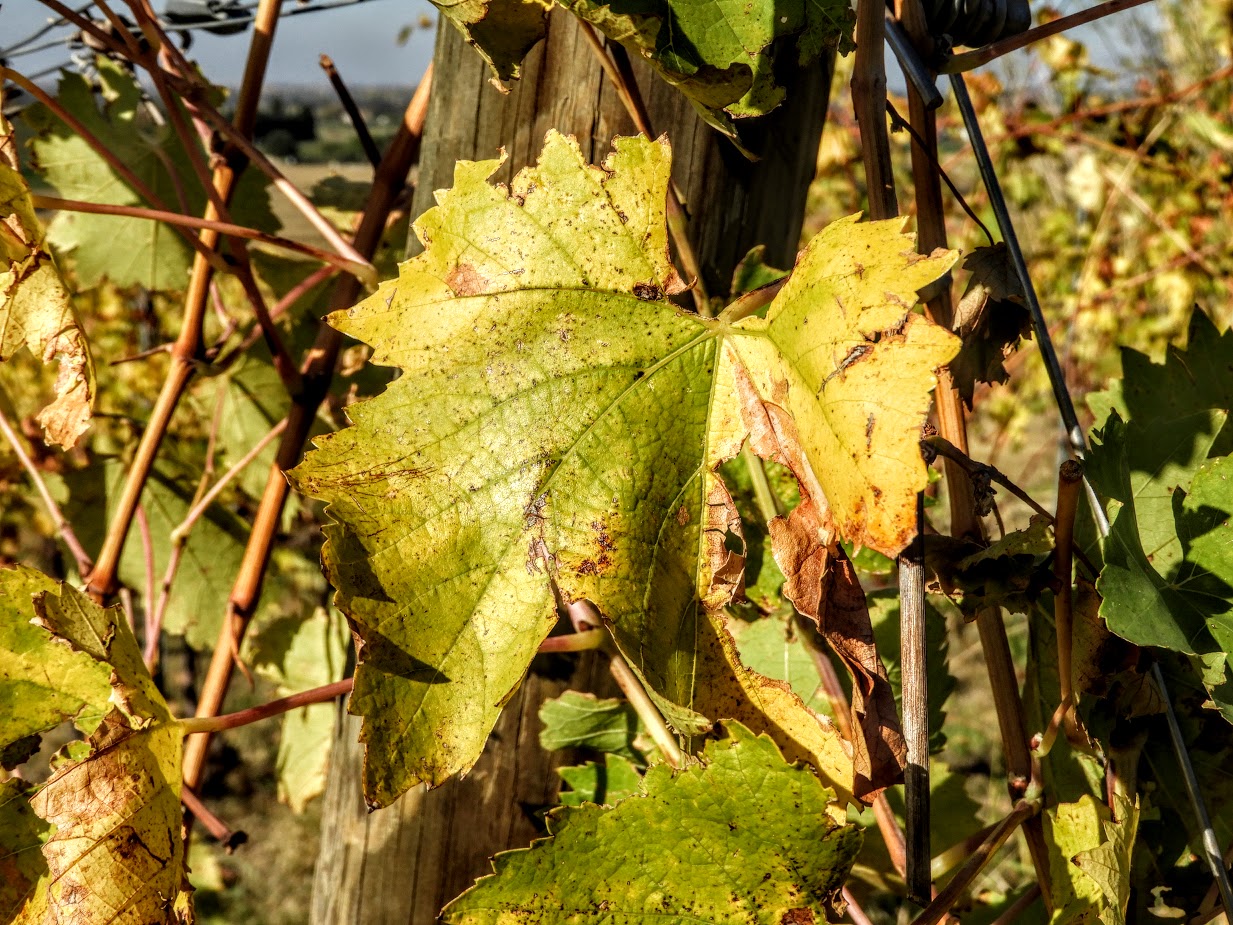Vineyard leaves