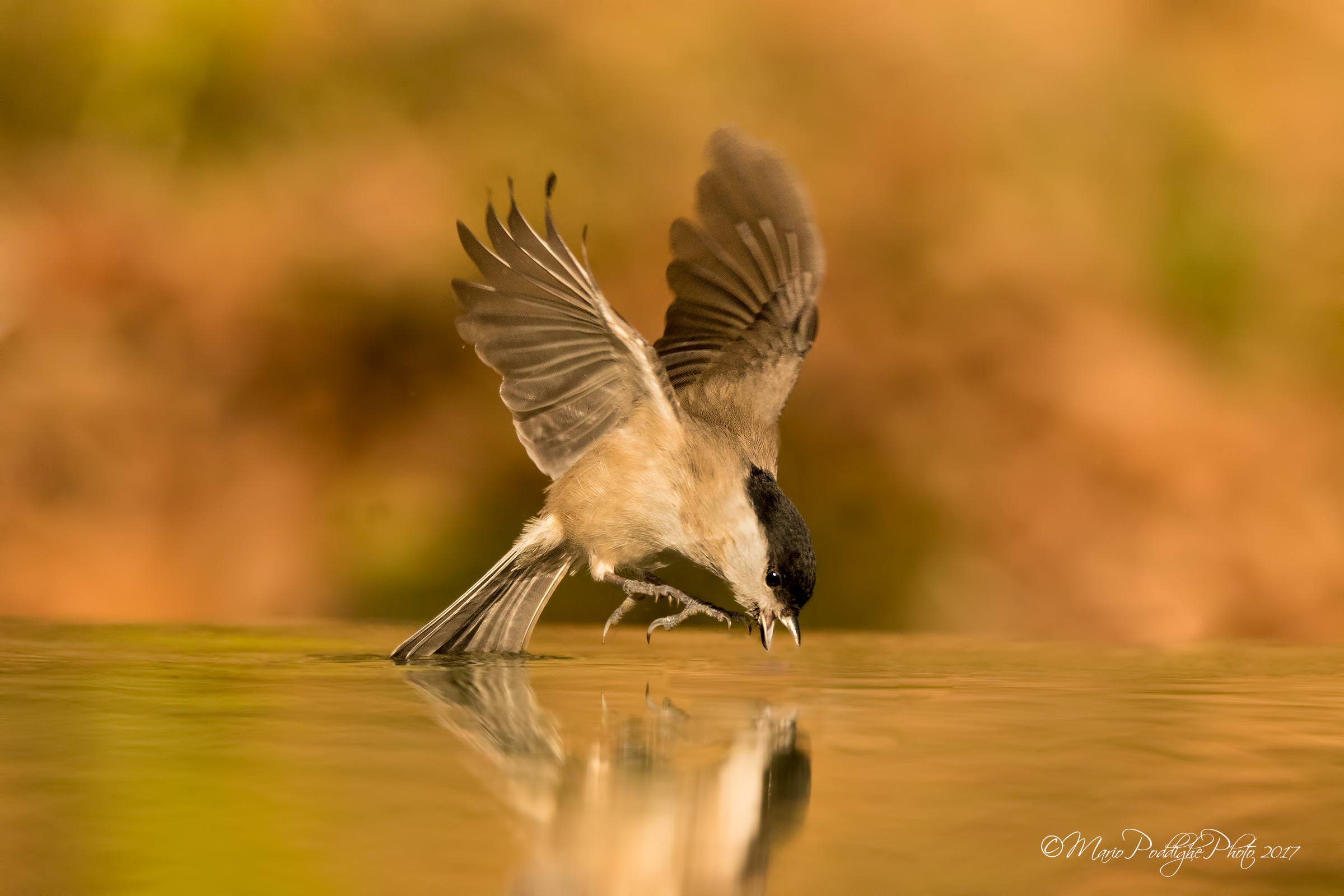 quasi un falco pescatore