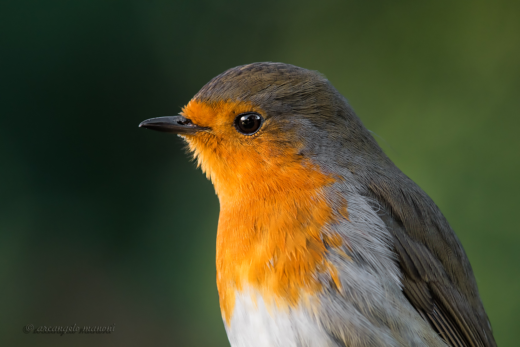 Robin near by