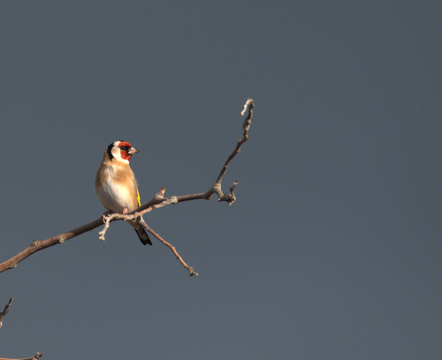 Goldfinch