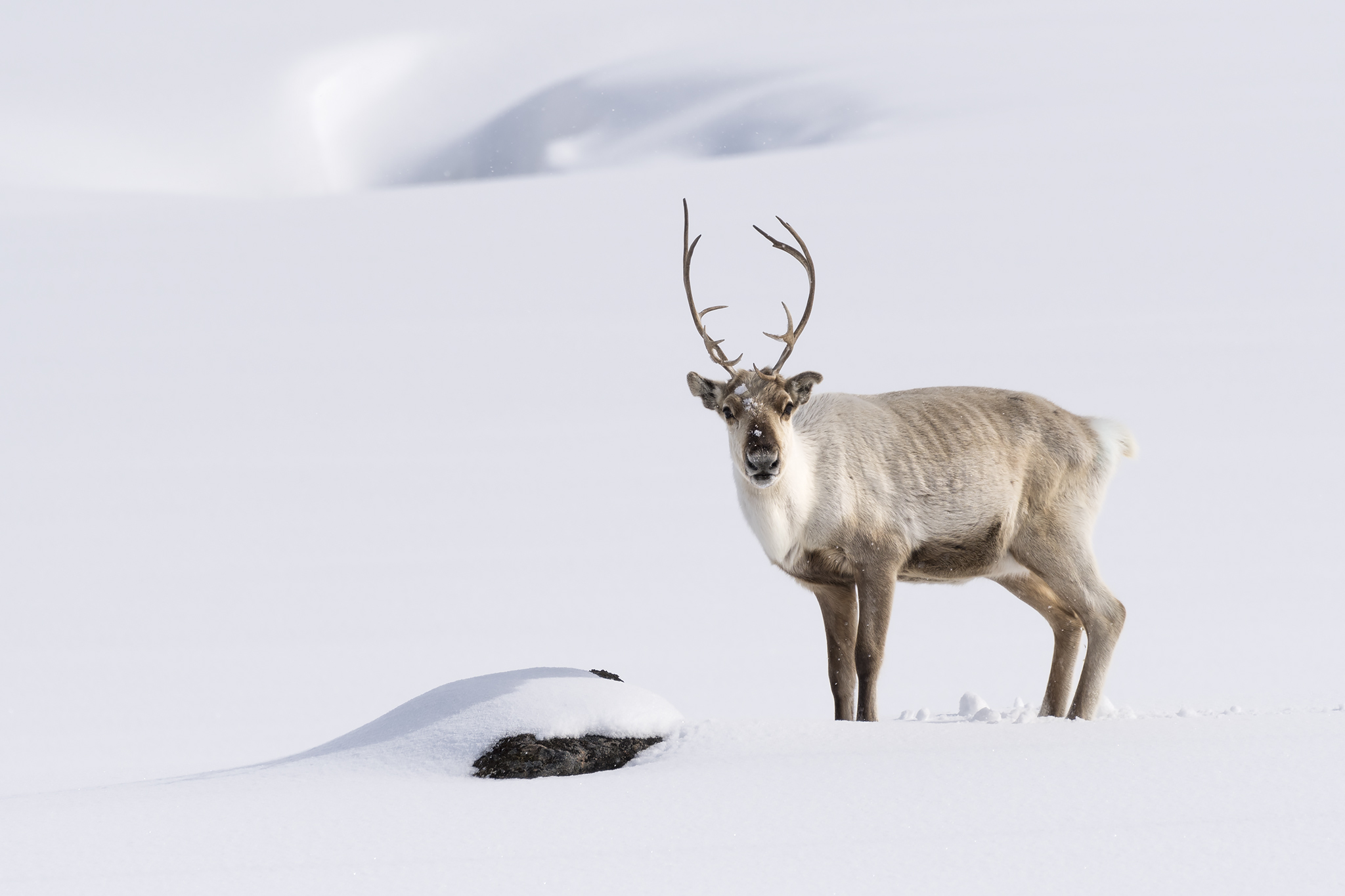 Rudolph the reindeer