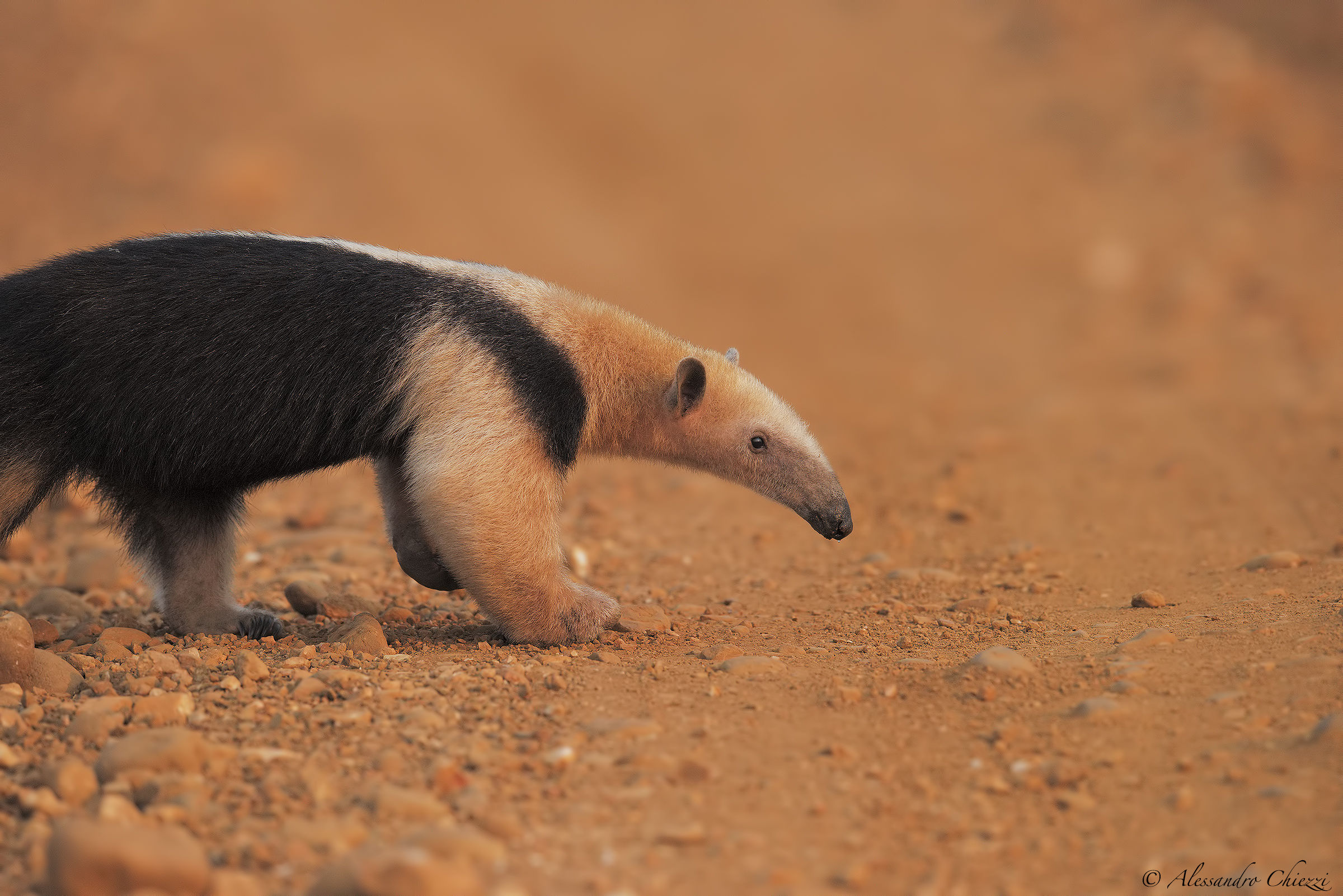 Crossing transpantaneira