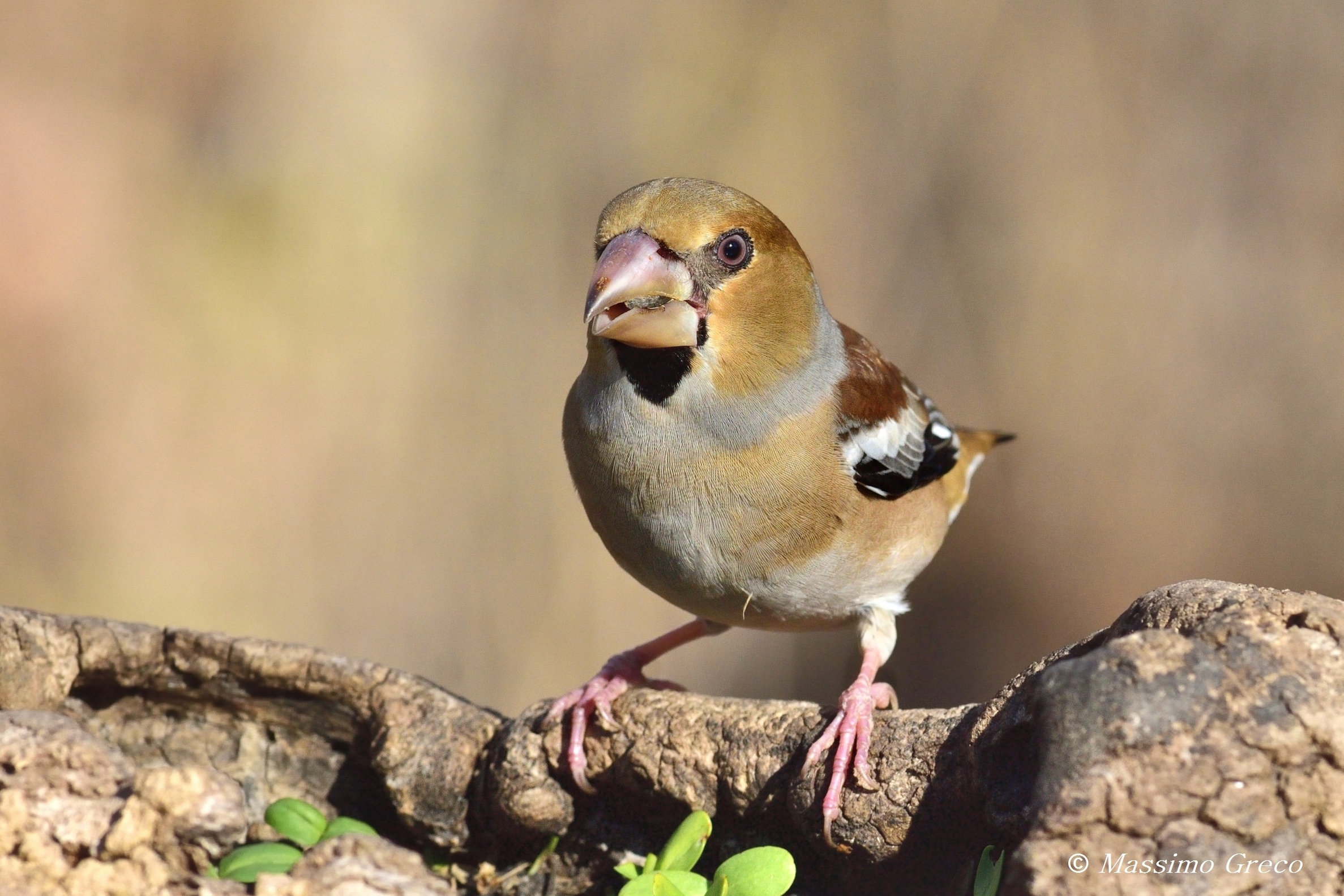 Frosone (Coccothraustes coccothraustes)
