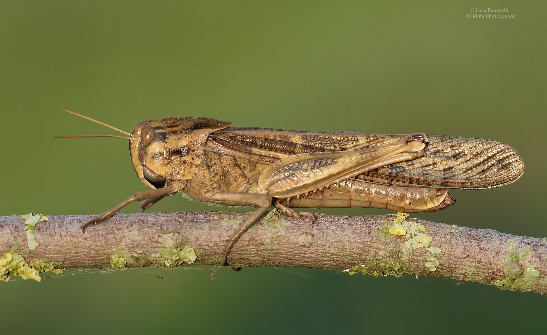 Locusta migratoria