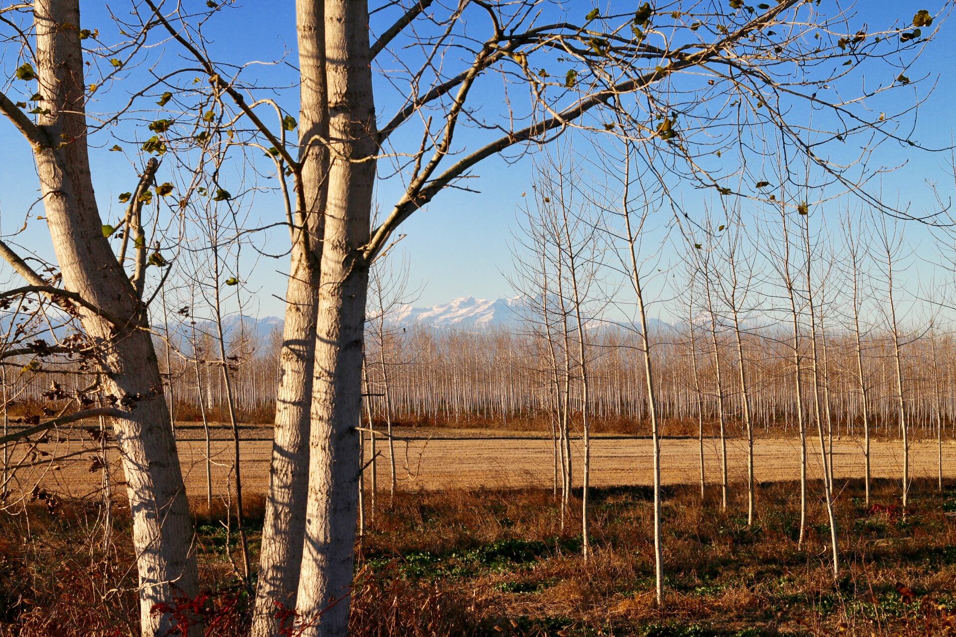 Vercelli. Autumn campaign. In the background the "Rose&...