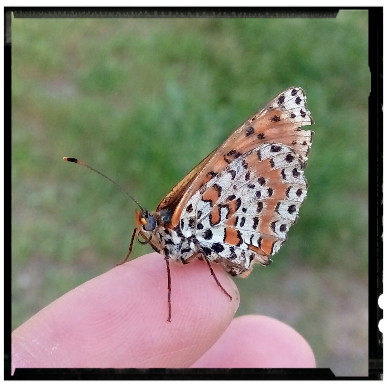 "Melitaea didyma" male ...