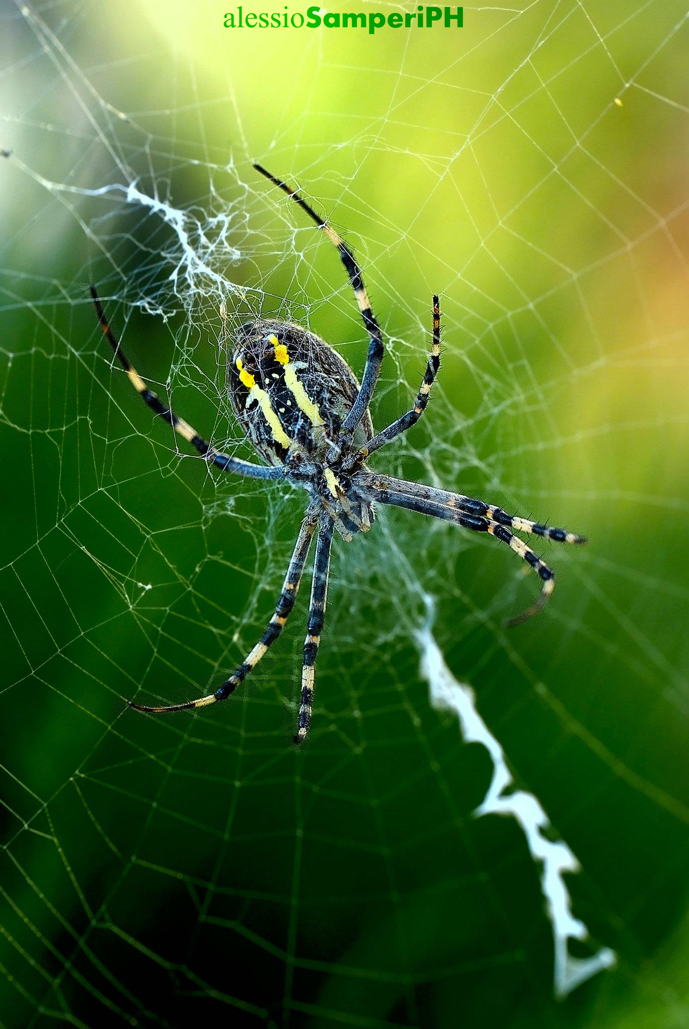 spider