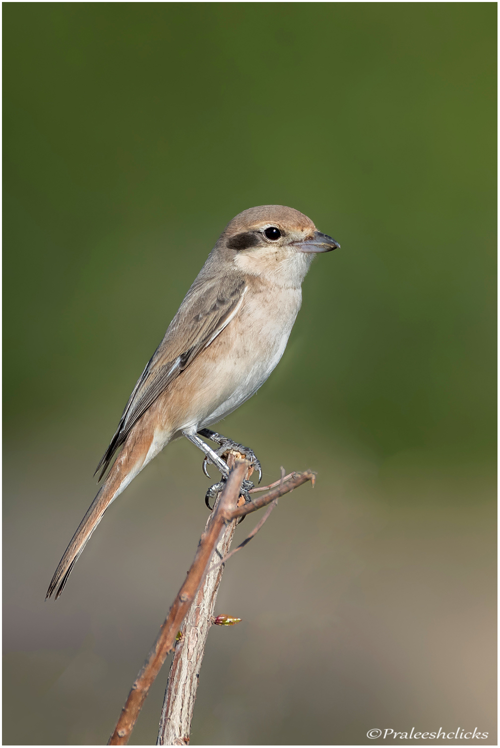 Daurian Shrike - Female
