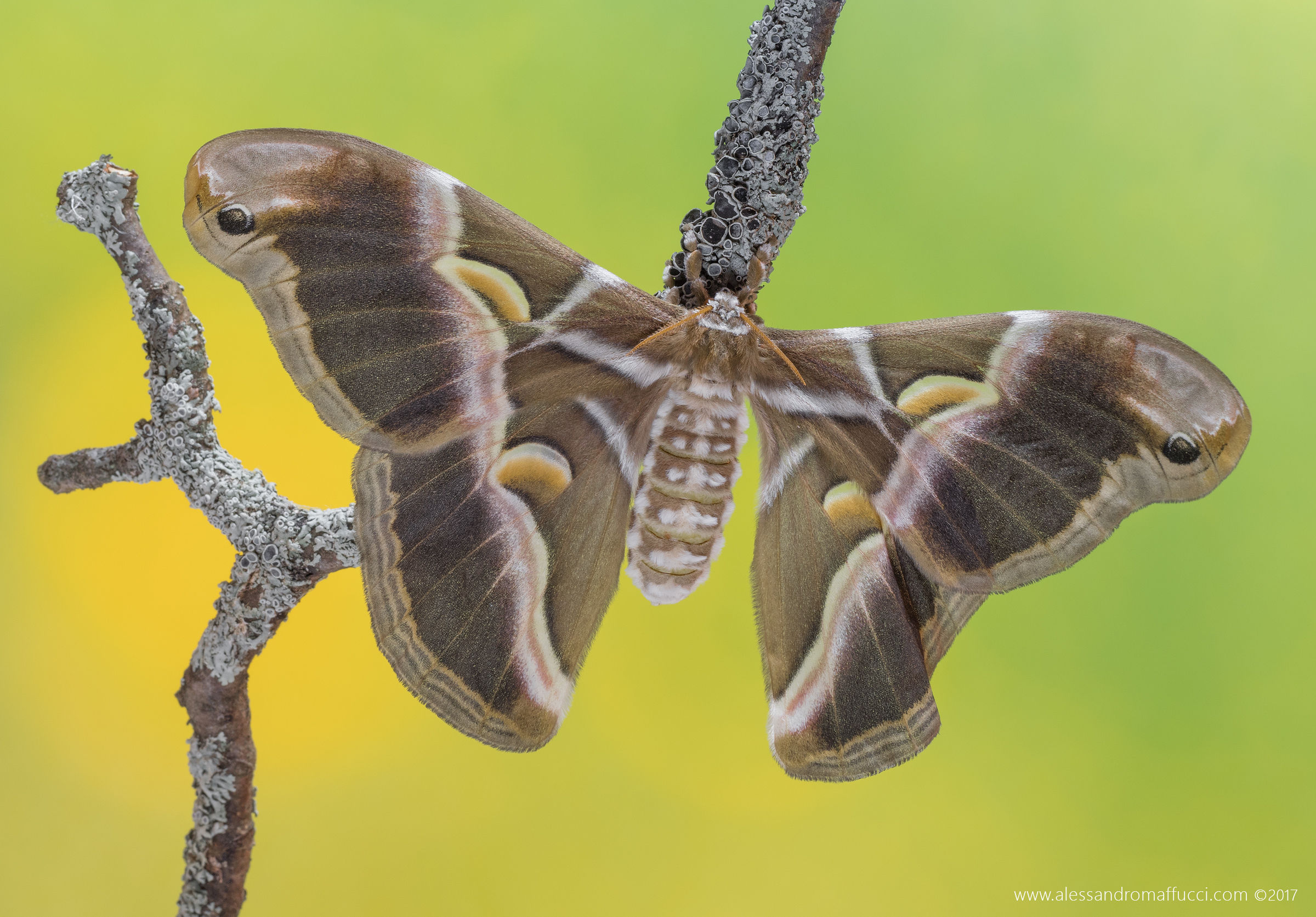 Bombice del ricino (Samia ricini)