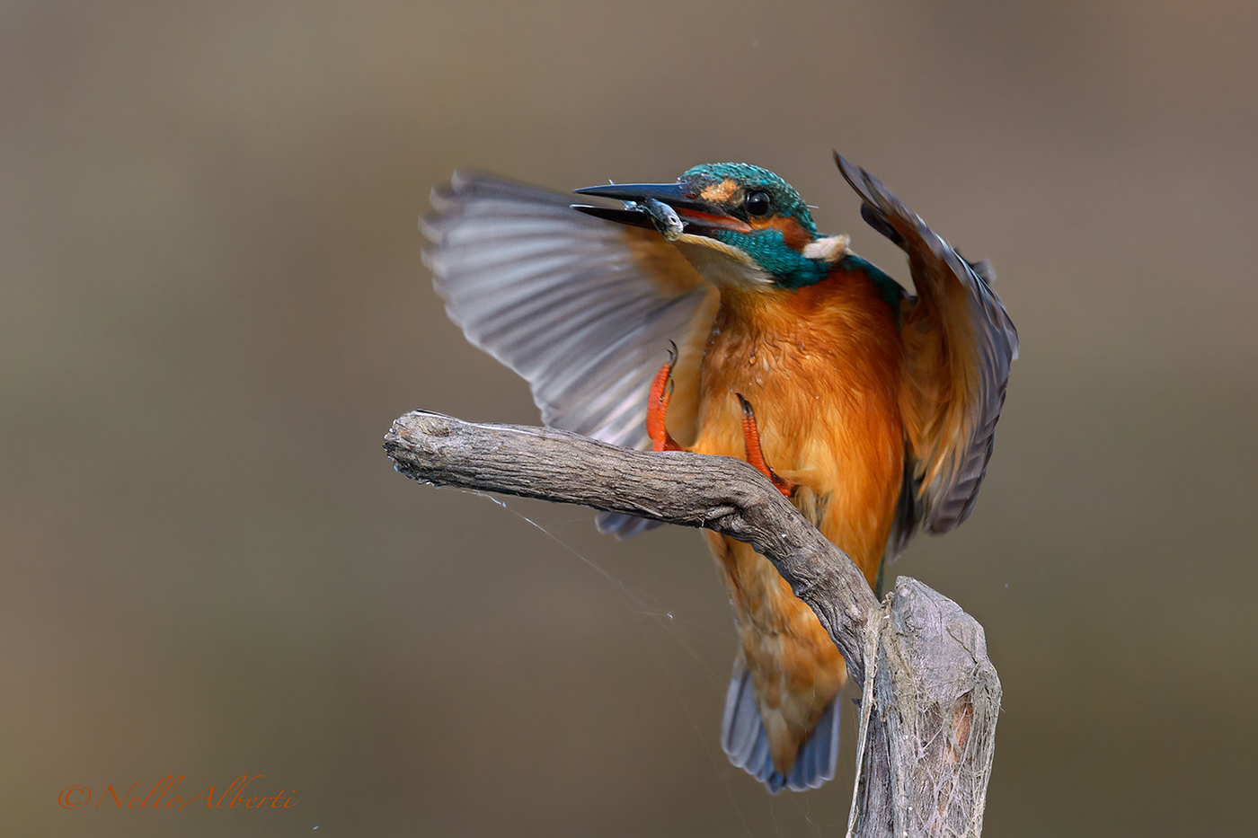 martin pescatore in arrivo con pesciolino