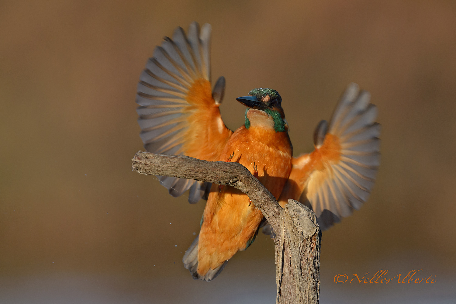 Martino in arrivo in prossimità del tramonto