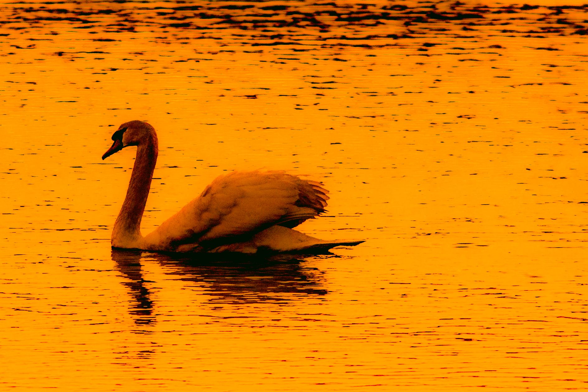 Swan in golden lake
